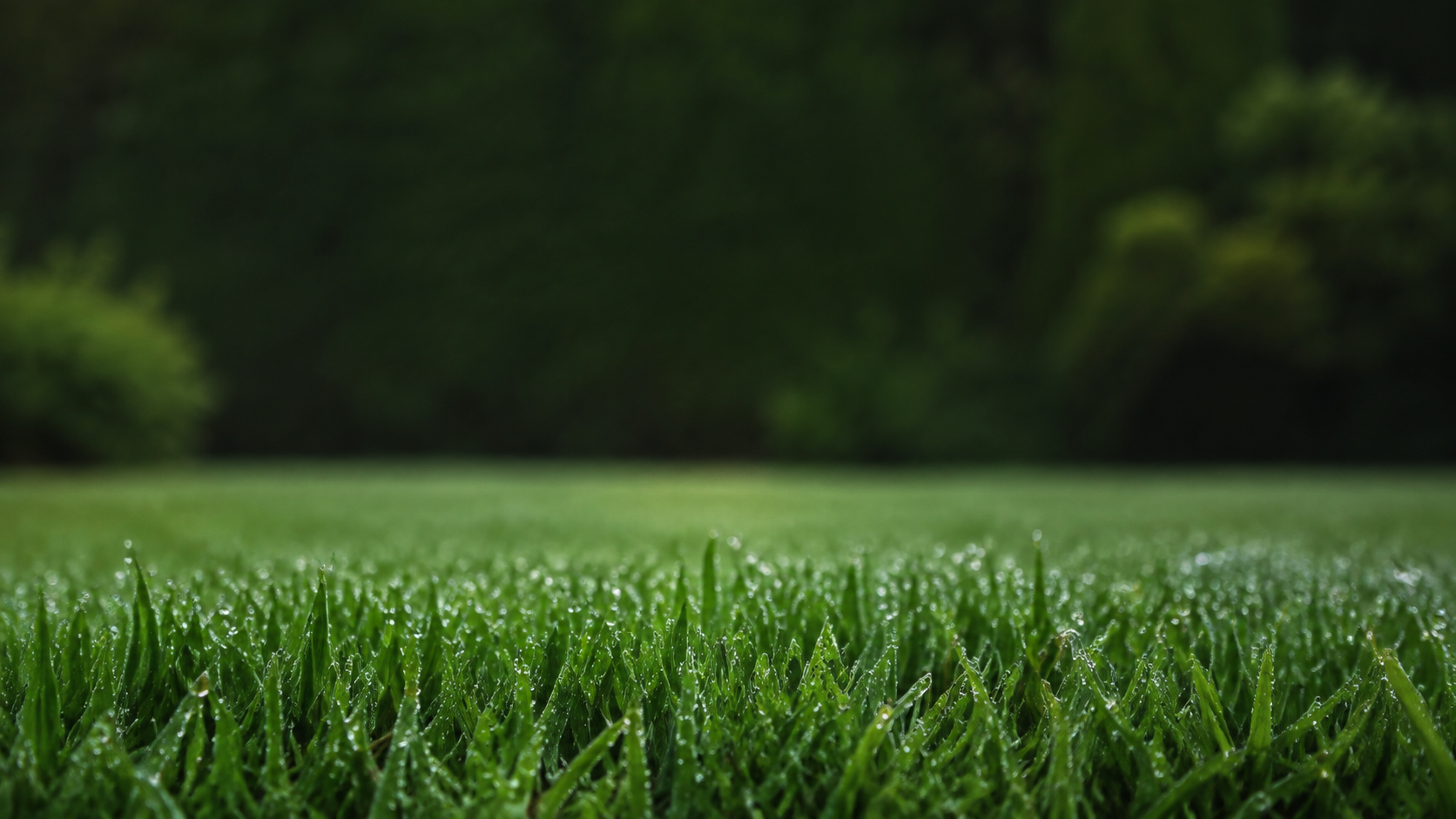 Crystal-clear morning dew on a lush green lawn, with a softly blurred garden beyond